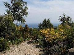 183 D25 BORMES LES MIMOSAS 3_000017